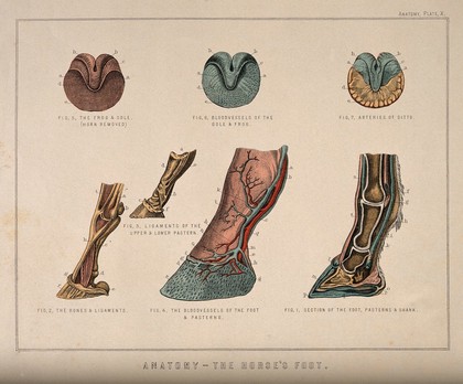 Anatomy of the horse's foot: seven figures showing the bones, blood vessels, ligaments and arteries of the hoof and pastern. Coloured engraving attributed to T. Cowan after a drawing attributed to B. Herring, ca. 1860.