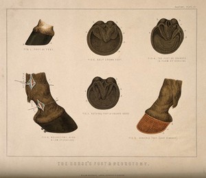 view Anatomy of the horse's foot and neurotomy: six figures including the feet and hooves of a foal, an unshod horse, and the changes in form brought about by shoeing. Coloured engraving attributed to T. Cowan after a drawing attributed to B. Herring, ca. 1860.