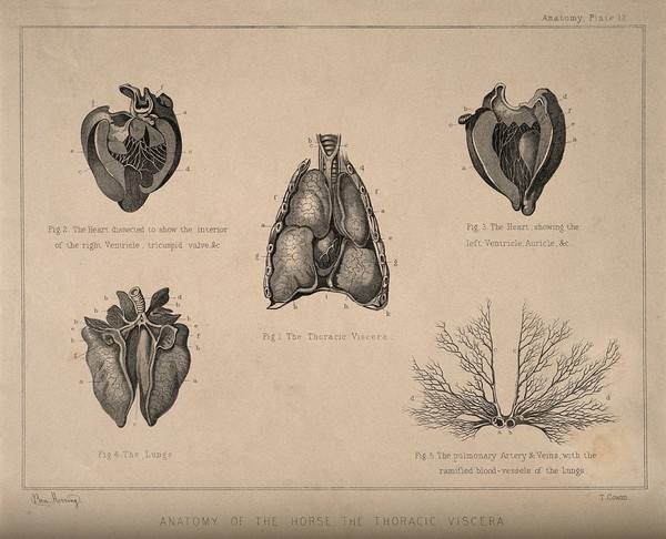 Internal organs and arteries of the horse: five figures showing dissections of the heart, lungs, thoracic viscera, pulmonary artery and veins. Engraving by T. Cowan after B. Herring, ca. 1860.