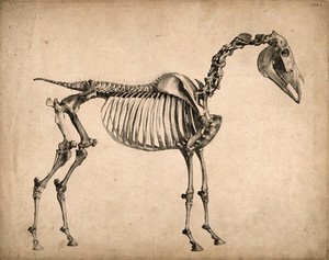 view Skeleton of a horse: side view. Engraving with etching by G. Stubbs, 1766.