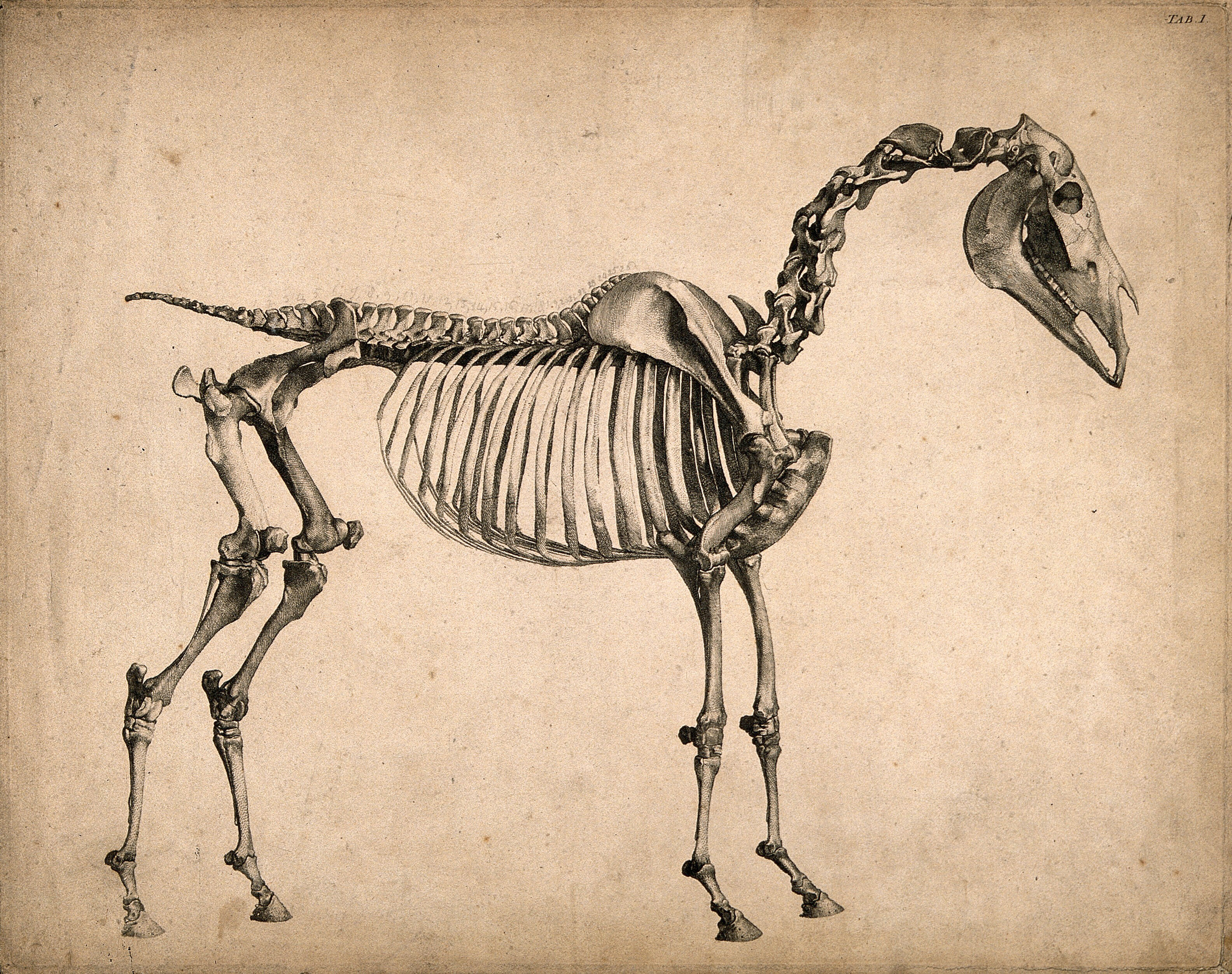 Skeleton Of A Horse Side View Engraving With Etching By G Stubbs 1766 Wellcome Collection