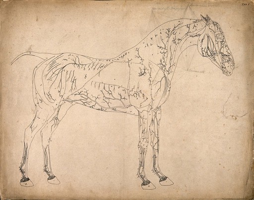 Blood-vessels of a horse: outline drawing, side view, with the blood-vessels indicated. Engraving with etching by G. Stubbs, 1766.