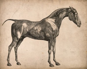 view Blood-vessels of a horse: an écorché figure, side view, with the blood-vessels indicated. Engraving with etching by G. Stubbs, 1766.