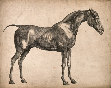 Blood-vessels of a horse: an écorché figure, side view, with the blood-vessels indicated. Engraving with etching by G. Stubbs, 1766.