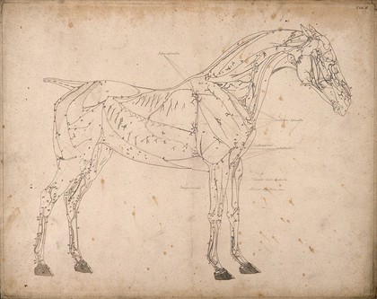 Muscles and blood-vessels of a horse: outline drawing, side view, with the muscles and blood-vessels indicated. Engraving with etching by G. Stubbs, 1766.