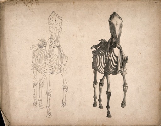Skeleton of a horse, seen from the front: two figures, one an outline drawing, the other a tonal drawing. Engraving with etching by G. Stubbs, 1766.