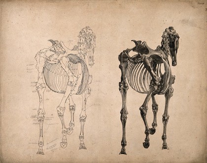 Skeleton of a horse, seen from behind: two figures, one an outline drawing, the other a tonal drawing. Engraving with etching by G. Stubbs, 1766.