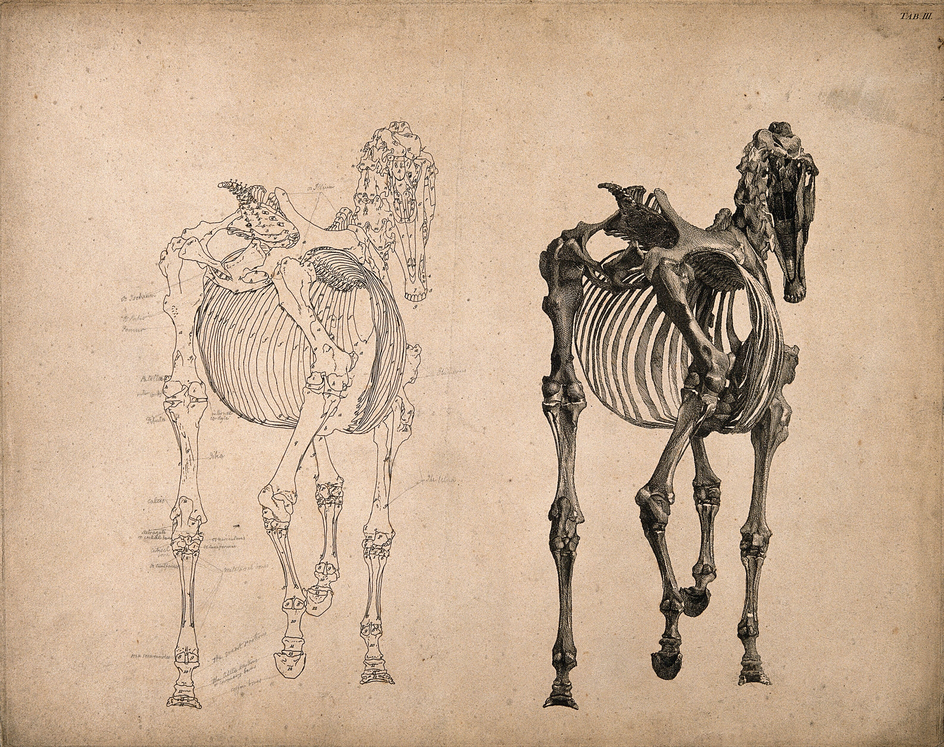 Skeleton Of A Horse Seen From Behind Two Figures One An Outline Drawing The Other A Tonal Drawing Engraving With Etching By G Stubbs 1766 Wellcome Collection Automatically trace photos and pictures into a stencil, pattern, line drawing, or sketch. horse seen from behind two figures