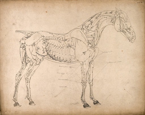 Muscles and blood-vessels of a horse: outline drawing, side view, with the muscles and blood-vessels indicated. Engraving with etching by G. Stubbs, 1766.