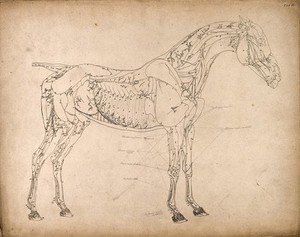 view Muscles and blood-vessels of a horse: outline drawing, side view, with the muscles and blood-vessels indicated. Engraving with etching by G. Stubbs, 1766.