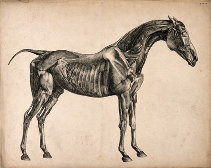 Muscles and blood-vessels of a horse: écorché figure, side view. Engraving with etching by G. Stubbs, 1766.