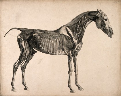 Muscles, bones and blood-vessels of a horse: an écorché figure, side view. Engraving with etching by G. Stubbs, 1766.