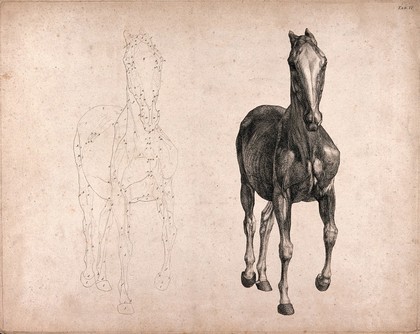 A horse, seen from the front: two figures, one an outline drawing, the other a tonal drawing. Engraving with etching by G. Stubbs, 1766.