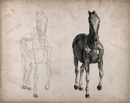 A horse, seen from the front: two écorché figures showing the muscles and blood-vessels, one an outline drawing, the other a tonal drawing. Engraving with etching by G. Stubbs, 1766.