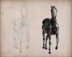 view A horse, seen from the front: two écorché figures showing the muscles and blood-vessels, one an outline drawing, the other a tonal drawing. Engraving with etching by G. Stubbs, 1766.