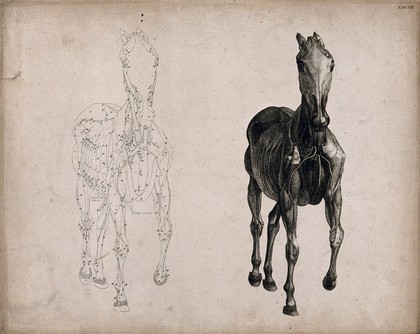 A horse, seen from the front: two écorché figures showing the muscles and blood-vessels, one an outline drawing, the other a tonal drawing. Engraving with etching by G. Stubbs, 1766.