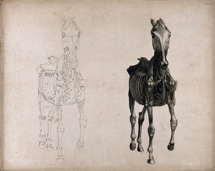 A horse, seen from the front: two écorché figures showing the muscles and bones, one an outline drawing, the other a tonal drawing. Engraving with etching by G. Stubbs, 1766.