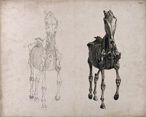 view A horse, seen from the front: two écorché figures showing the muscles and bones, one an outline drawing, the other a tonal drawing. Engraving with etching by G. Stubbs, 1766.