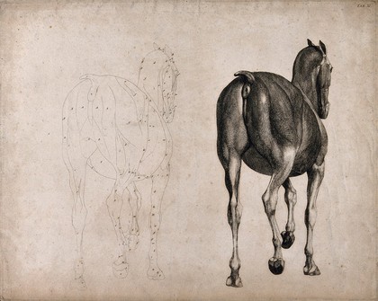 A horse, seen from behind: two figures, one an outline drawing, the other a tonal drawing. Engraving with etching by G. Stubbs, 1766.