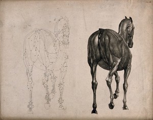 view A horse, seen from behind: two écorché figures showing the muscles, one an outline drawing, the other a tonal drawing. Engraving with etching by G. Stubbs, 1766.