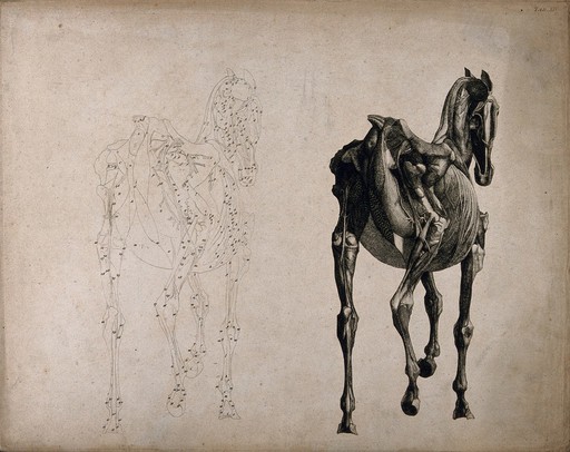 A horse, seen from behind: two écorché figures showing the muscles and bones, one an outline drawing, the other a tonal drawing. Engraving with etching by G. Stubbs, 1766.