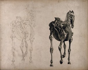 view A horse, seen from behind: two écorché figures showing the muscles and bones, one an outline drawing, the other a tonal drawing. Engraving with etching by G. Stubbs, 1766.