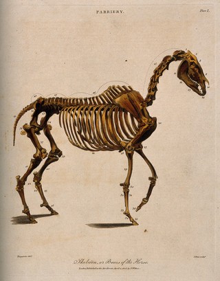 Skeleton of a horse: side view. Coloured engraving by J. Pass after Harguinier, 1805.