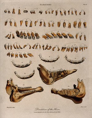 view Teeth and jawbones of a horse: 34 figures. Coloured engraving by J. Pass after Harguinier, 1805.