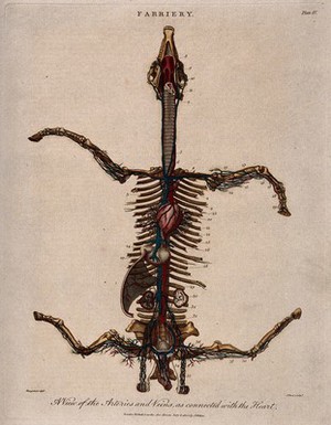 view Skeleton of a horse, viewed from above with legs outstretched, showing the heart and arteries. Coloured engraving by J. Pass after Harguinier, 1805.