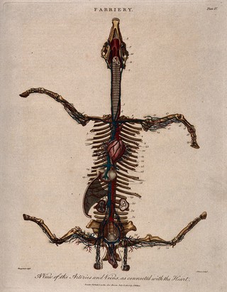 Skeleton of a horse, viewed from above with legs outstretched, showing the heart and arteries. Coloured engraving by J. Pass after Harguinier, 1805.