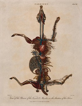 Skeleton of a horse, viewed from above with legs outstretched, showing the heart, muscles and blood vessels. Coloured engraving by J. Pass after Harguinier, 1805.