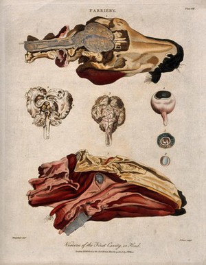 view Dissection of a horse's head: seven figures, with details showing the brain and eyeball. Coloured engraving by J. Pass after Harguinier, 1805.