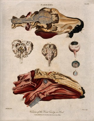 Dissection of a horse's head: seven figures, with details showing the brain and eyeball. Coloured engraving by J. Pass after Harguinier, 1805.