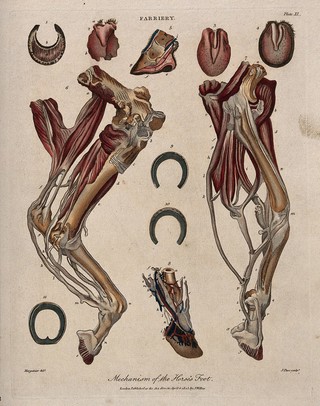 Dissections of a horse's leg and foot: eleven figures, showing the muscles and blood-vessels of the foot, with examples of horseshoes. Coloured engraving by J. Pass after Harguinier, 1805.