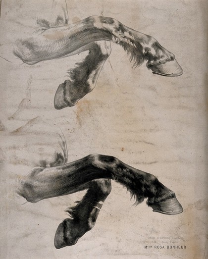 Study of a horse's front legs in motion: two figures. Lithograph by Sirouy after R. Bonheur, 1859.