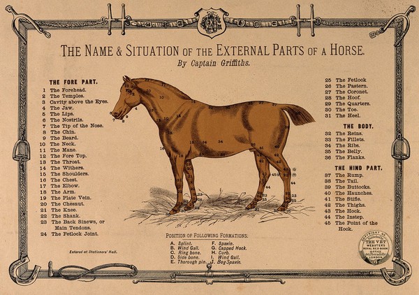 A horse: side view, surrounded by a decorative border of bridles, stirrups and horseshoes etc. Coloured lithograph after Griffiths, 1860/1900 (?).