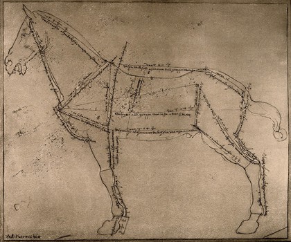 Study of a horse, side view, with lines of proportion marked and annotated on its body. Photographic reproduction after a pen and ink drawing attributed to A. Verrocchio, original ca. 1470-1488, reproduction, 1880-1920.