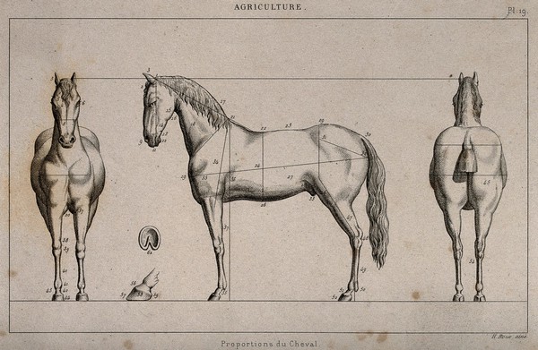 A horse, seen from three angles, with proportions marked: includes two details of a horse's foot. Engraving by H. Roux, 1800/1840?.