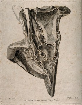 Dissection of a horse's foot. Engraving with etching and stipple by W. Skelton after St. Aubin, 1800/1830?.