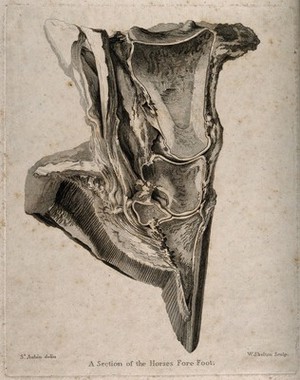 view Dissection of a horse's foot. Engraving with etching and stipple by W. Skelton after St. Aubin, 1800/1830?.