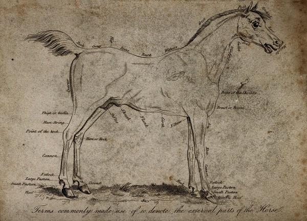 Horse, side view. Etching with engraving, 1790/1830?.