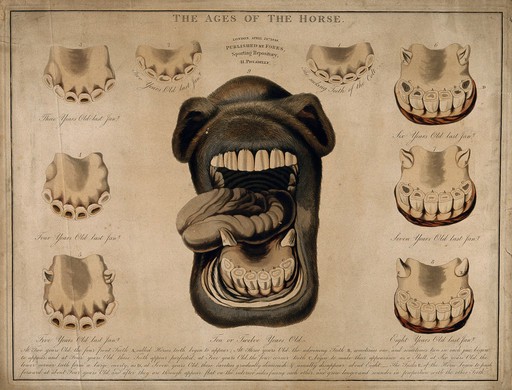 Horse's mouth and teeth: