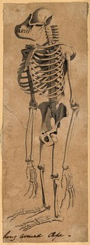 Skeleton of an ape. Etching, 1800/1850?.