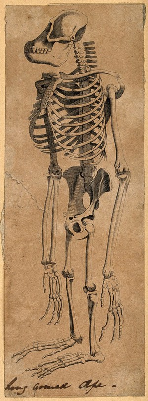 view Skeleton of an ape. Etching, 1800/1850?.