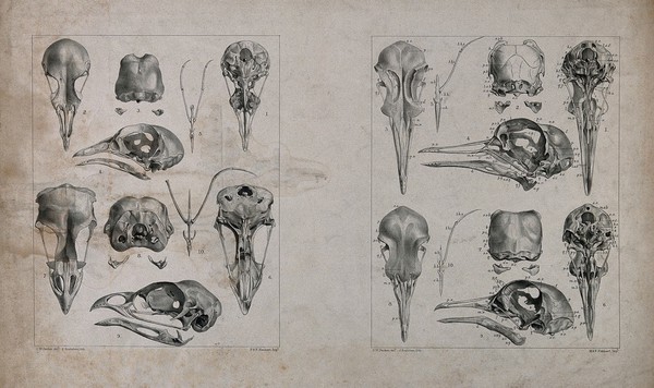 Skull bones of birds: ten figures. Lithograph by J. Erxleben, after C.W. Parker, 1840/1860?.