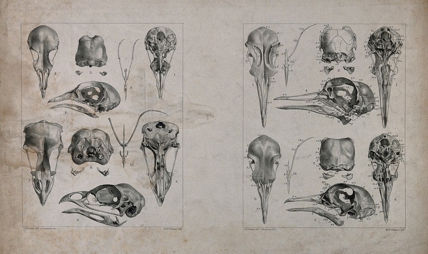 Skull bones of birds: ten figures. Lithograph by J. Erxleben, after C.W. Parker, 1840/1860?.