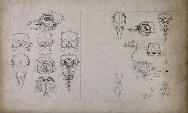 Skeleton and skull bones of a bird: eight figures. Lithograph by J. Erxleben, after C.W. Parker, 1840/1860?.