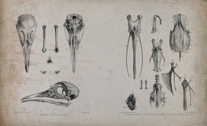 view Bones of three species of bird: tinamus, sand grouse and partridge (?). Lithograph by J. Erxleben, 1840/1860?.