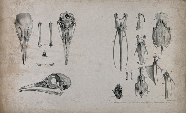 Bones of three species of bird: tinamus, sand grouse and partridge (?). Lithograph by J. Erxleben, 1840/1860?.