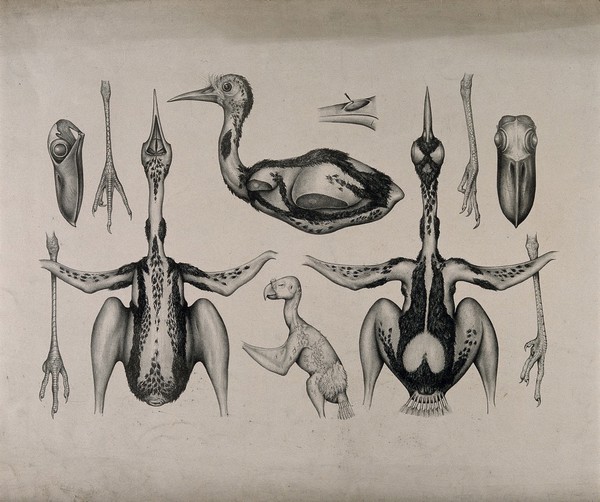 Dissections of chicks of various species: eleven figures, including details of the feet. Lithograph by J. Erxleben (?), 1840/1860?.